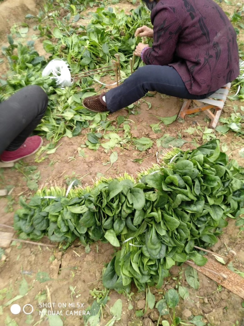 滑县精品菠菜，量大质优，诚信代办可视频看货，面向全国发货