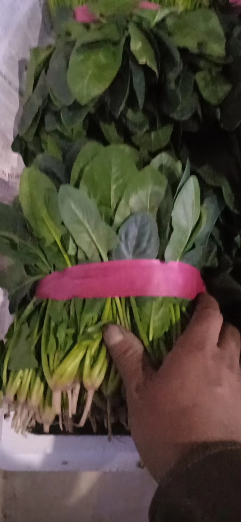 滑县精品菠菜，量大质优，诚信代办可视频看货，面向全国发货