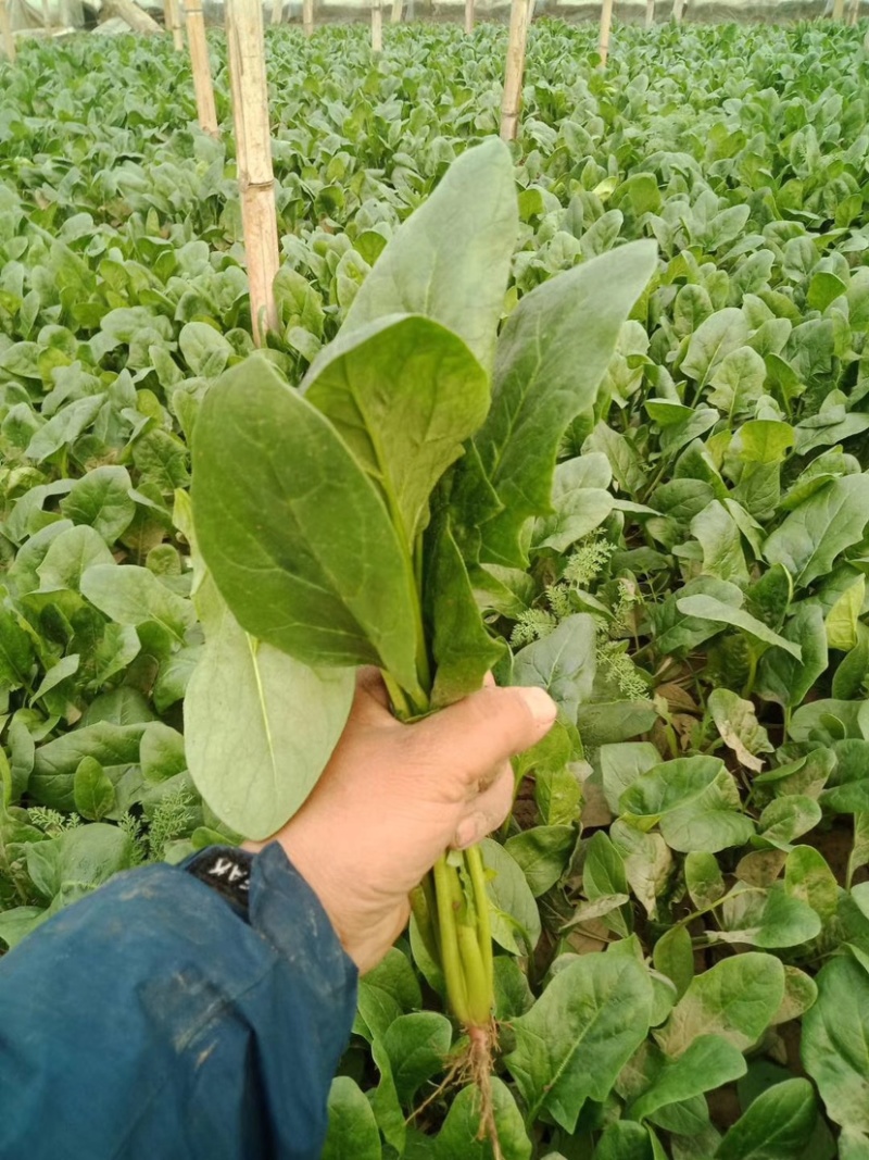 滑县精品菠菜，量大质优，诚信代办可视频看货，面向全国发货
