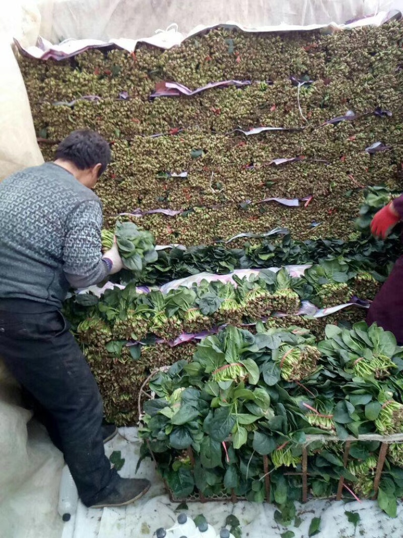 滑县精品菠菜，量大质优，诚信代办可视频看货，面向全国发货