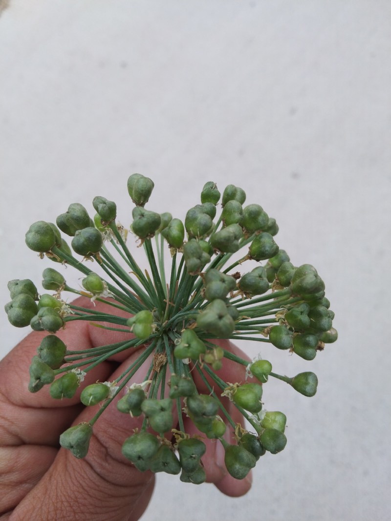 四季苔韭种子