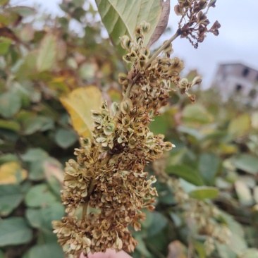 虎杖种籽虎杖虎杖种植虎杖种茎
