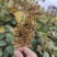 虎杖种籽虎杖虎杖种植虎杖种茎
