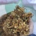 虎杖种籽虎杖虎杖种植虎杖种茎