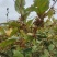虎杖种籽虎杖虎杖种植虎杖种茎