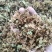 虎杖种籽虎杖虎杖种植虎杖种茎