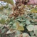 虎杖种籽虎杖虎杖种植虎杖种茎