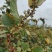 虎杖种籽虎杖虎杖种植虎杖种茎