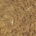 虎杖种籽虎杖虎杖种植虎杖种茎