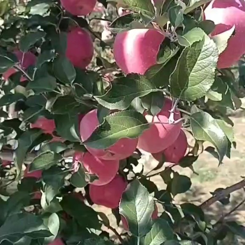 甘肃庆阳地处黄土高原红富士苹果大量供应中