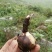 石蒜种球彼岸花曼陀罗