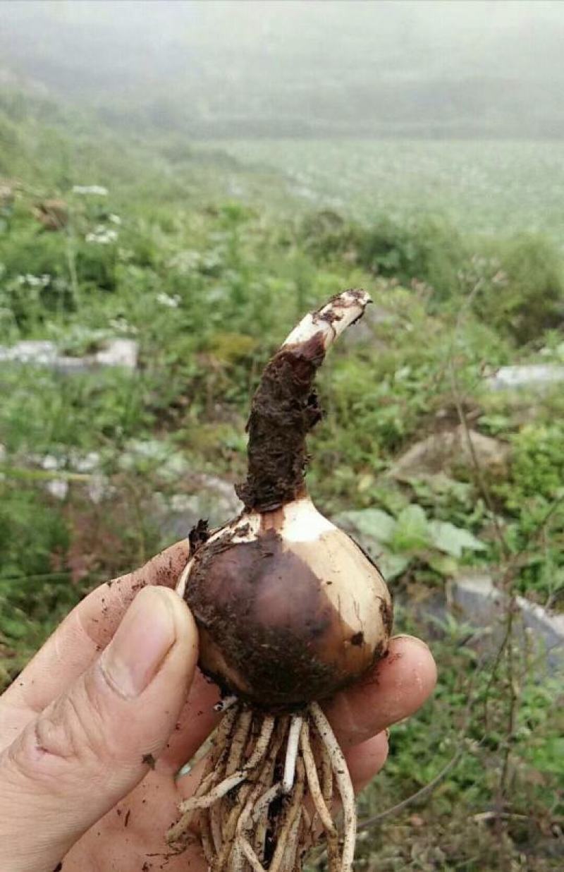 石蒜种球彼岸花曼陀罗