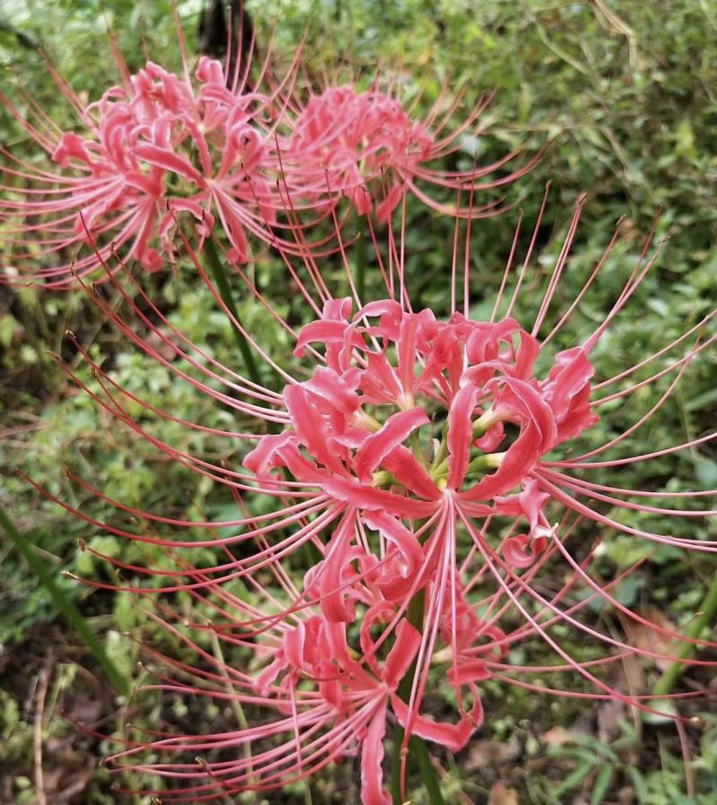 石蒜种球彼岸花曼陀罗