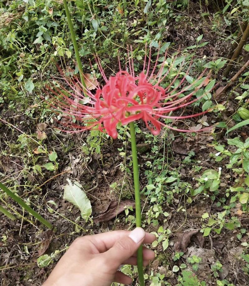 石蒜种球彼岸花曼陀罗