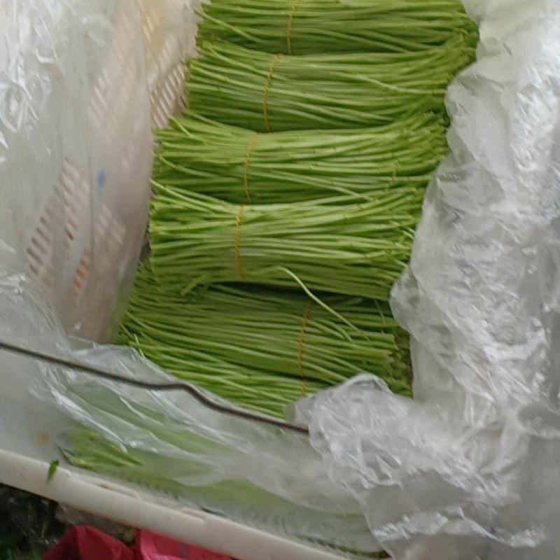芦蒿