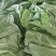 大量提供上海青小白菜