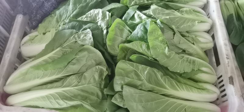 大量提供上海青小白菜