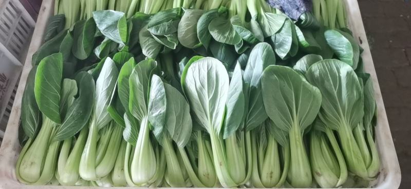 大量提供上海青小白菜