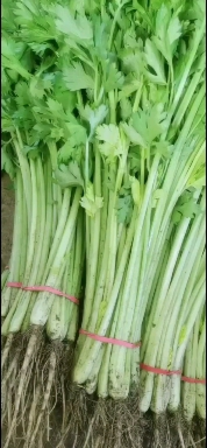 常年代收香芹毛芹水芹，四季大量有货。长期供应。