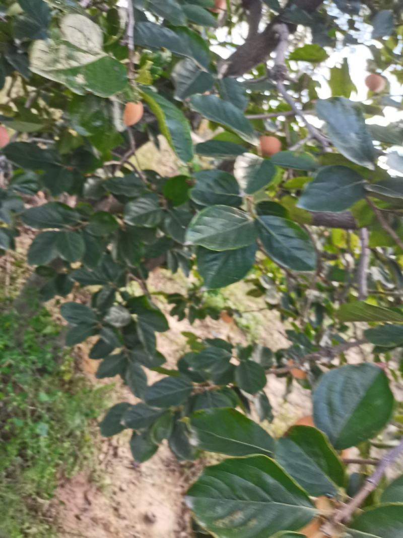 陕西大荔精品次郎脆柿一手货源，欢迎各地采购商前来采购