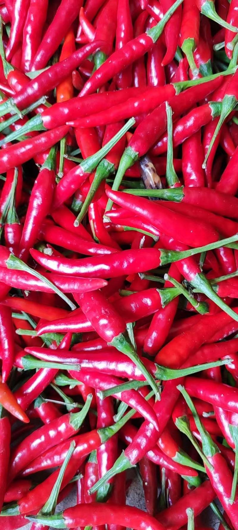 新52小米椒
