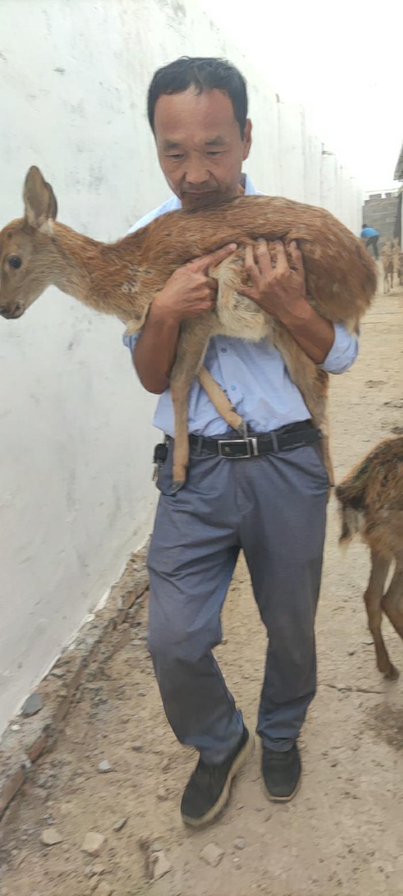 人工喂养梅花鹿听话宠物鹿和人互动的小鹿景区动物园萌宠