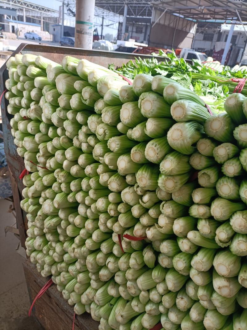 【推荐】河北邯郸西精品芹菜香芹大量供应常年有货