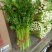 【推荐】河北邯郸西精品芹菜香芹大量供应常年有货