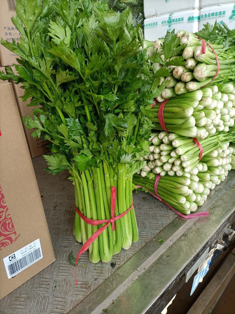 【推荐】河北邯郸西精品芹菜香芹大量供应常年有货