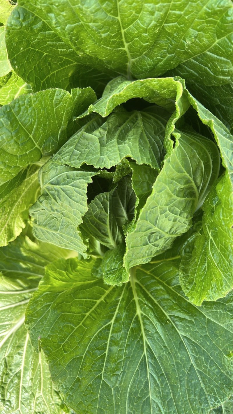 黄心白菜产地一手货源山东白菜大量供应价格实惠
