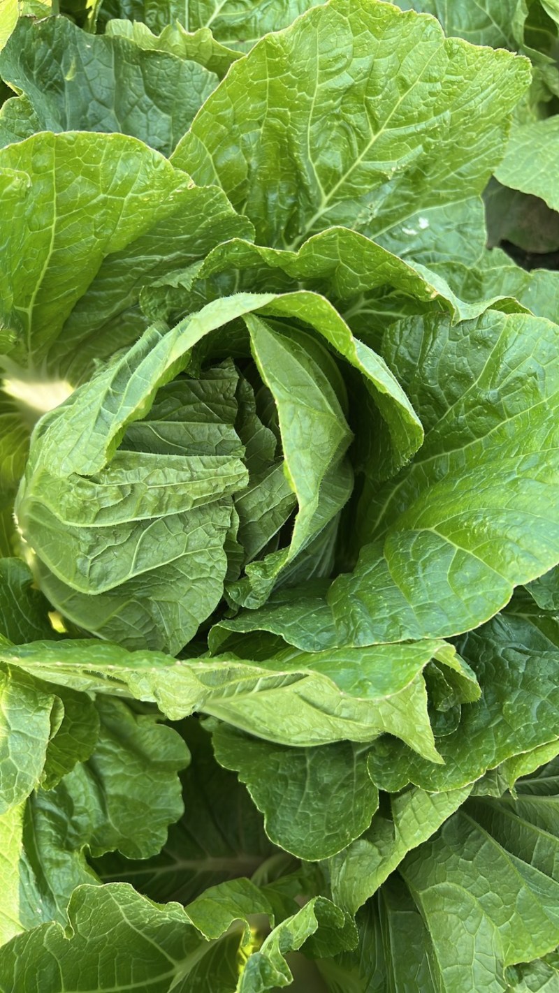 黄心白菜产地一手货源山东白菜大量供应价格实惠