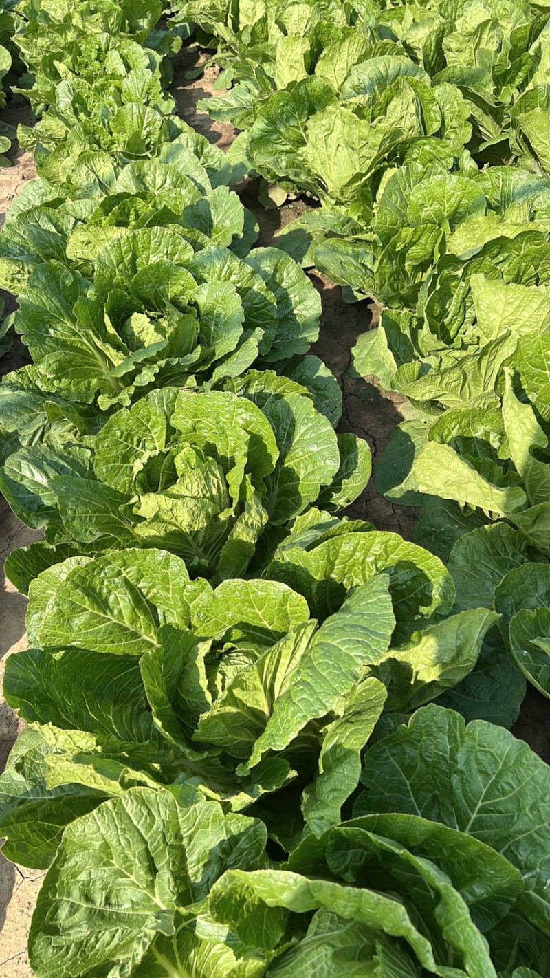 黄心白菜产地一手货源山东白菜大量供应价格实惠