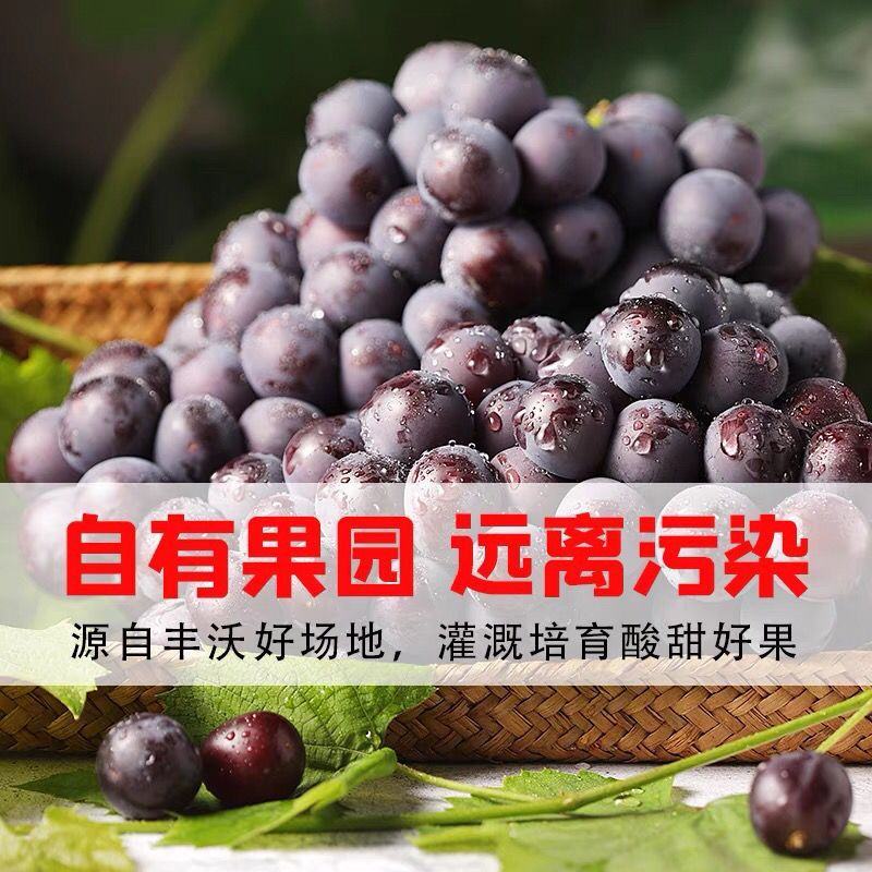 一件代发推荐东北巨峰葡萄自然果无核葡萄产地直发