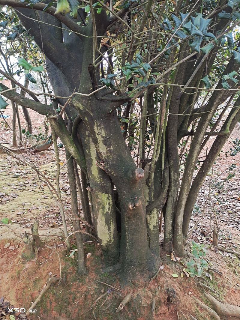 枸骨树