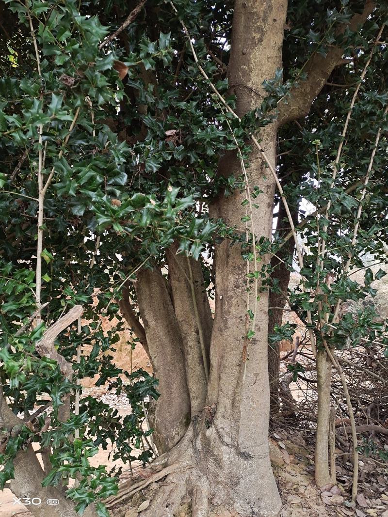 枸骨树