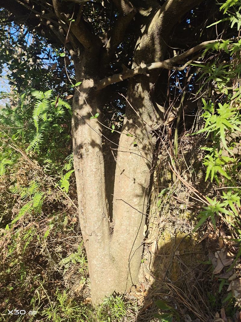 枸骨树