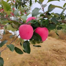 甘肃红富士苹果