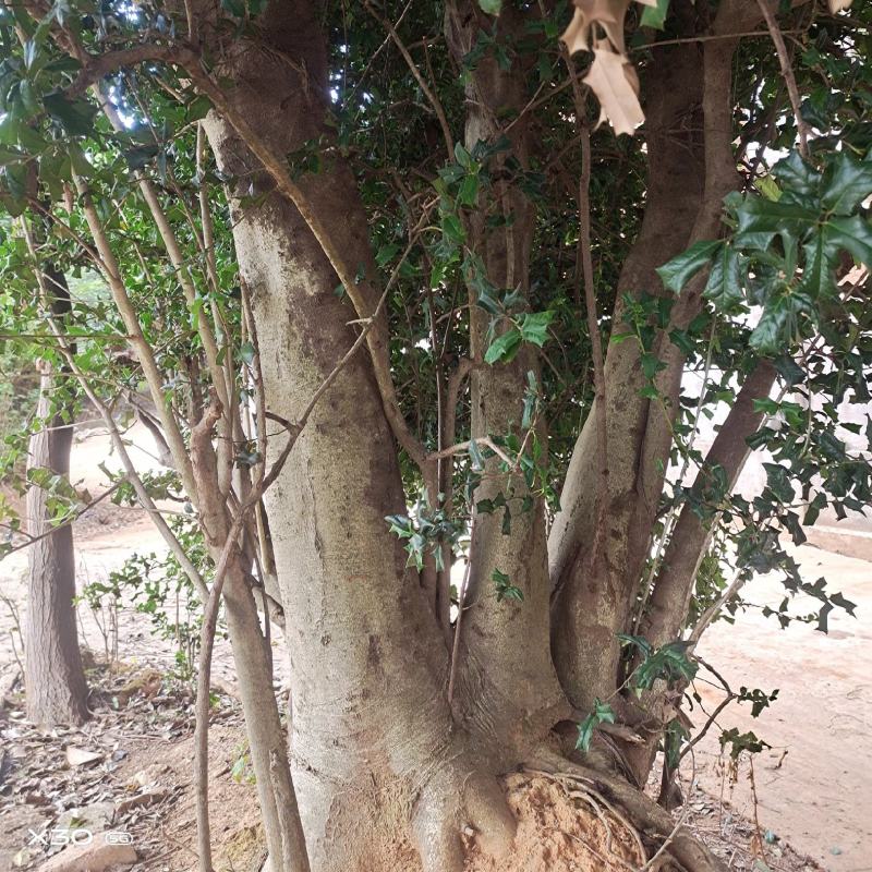 枸骨树