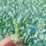 西兰花苗炎秀耐寒优秀绿菜花苗青花菜苗预订有苗