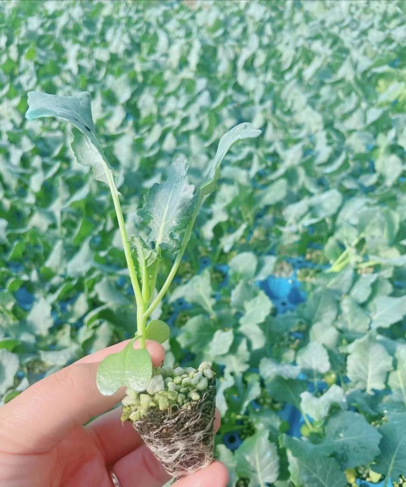 西兰花苗炎秀耐寒优秀绿菜花苗青花菜苗预订有苗