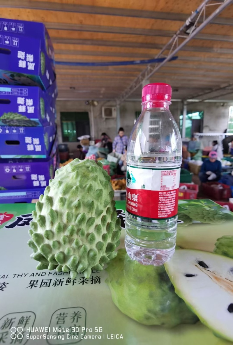 台湾风梨释迦果大量上市啦，欢迎预定