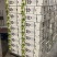 台湾风梨释迦果大量上市啦，欢迎预定