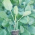 松花菜苗70天有机花菜苗青梗松花菜苗细米粒春秋种