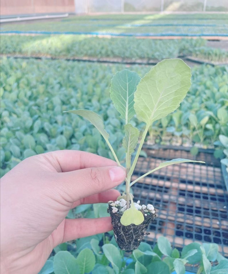 松花菜苗70天有机花菜苗青梗松花菜苗细米粒春秋种