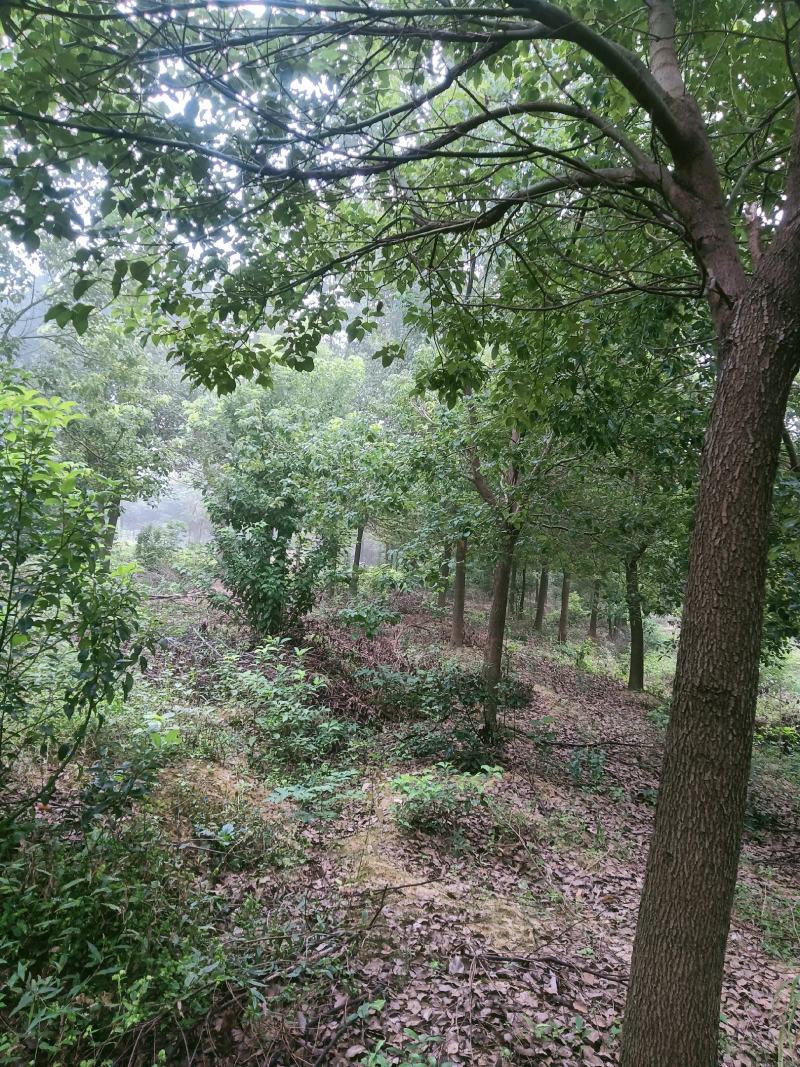 香樟，乌桕，榉树