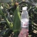 水果玉米，万糯先锋，大吨位供应，地头直发市场精品货
