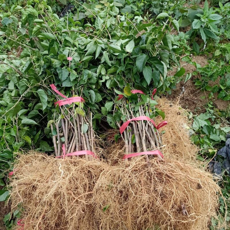 对萼小叶水杨桃嫁接红，黄，绿芯猕猴桃苗，根系发达成活率高