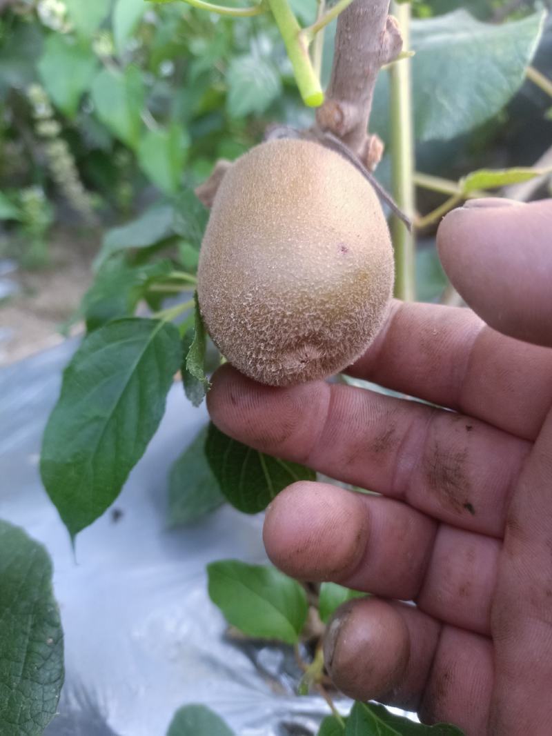 对萼小叶水杨桃嫁接红，黄，绿芯猕猴桃苗，根系发达成活率高