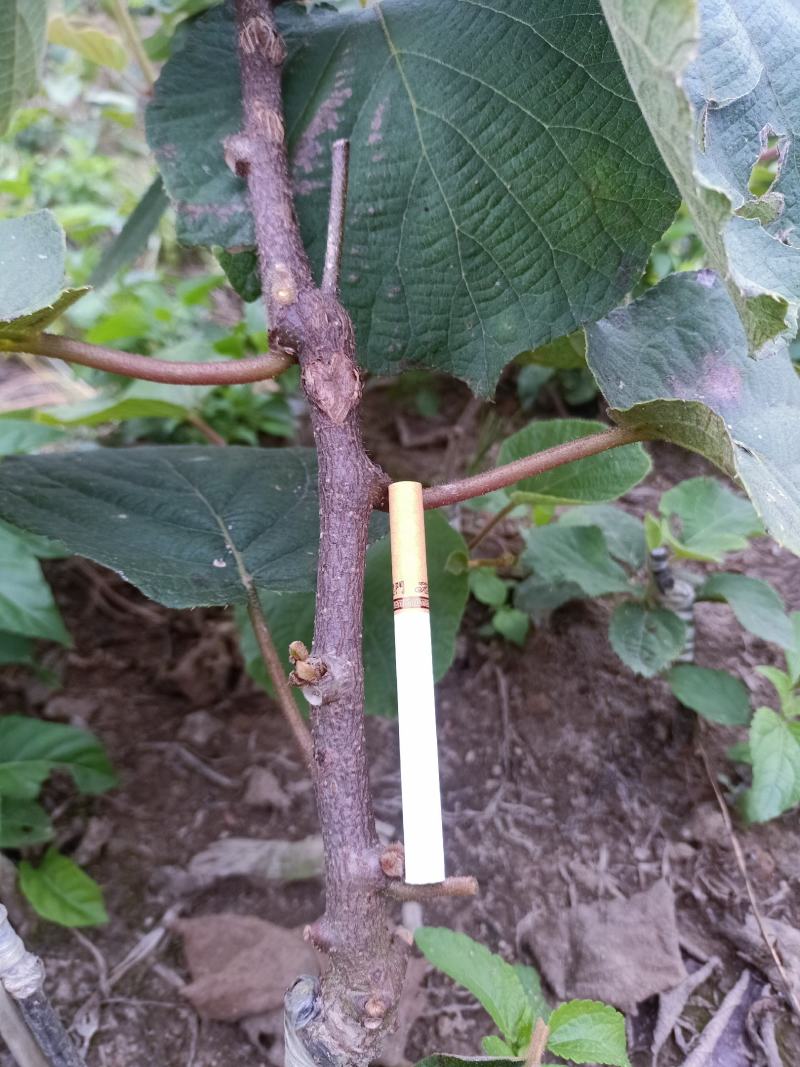 对萼小叶水杨桃嫁接红，黄，绿芯猕猴桃苗，根系发达成活率高