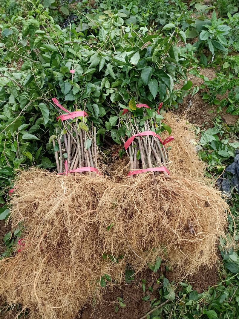 对萼小叶水杨桃嫁接红，黄，绿芯猕猴桃苗，根系发达成活率高